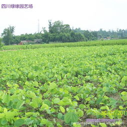 綠緣園藝場大量批發(fā)供應(yīng)精品紅花紫荊種苗指導(dǎo)價(jià) 綠緣園藝場大量批發(fā)供應(yīng)精品紅花紫荊種苗廠商 綠緣園藝場大量批發(fā)供應(yīng)精品紅花紫荊種苗廠商 圖 盡在農(nóng)苗網(wǎng) 彭永剛