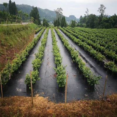 汕尾農(nóng)業(yè)新選擇 80公分防草布，果園大棚地面覆蓋的綠色革命