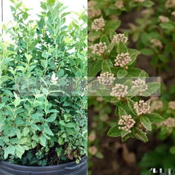 園藝嘉年華尋精品花木，里白園藝種植引領(lǐng)行業(yè)新風(fēng)尚